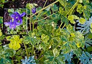 19 Aquilegia vulgaris - brokbladig